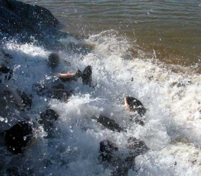 Prefeitura esclarece compra de peixes